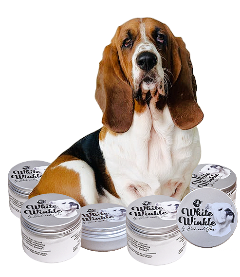basset hound con white winkle boxes